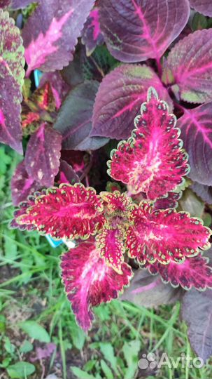 Колеусы вегетативные