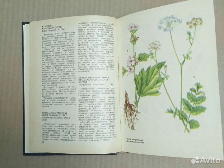 Дикорастущие Лекарственные растения