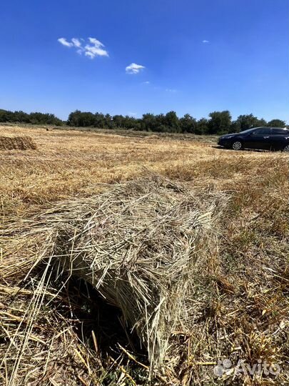 Солома ячмень с люцерной в тюках