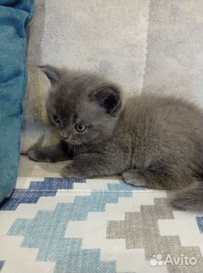 Британец короткошерстный