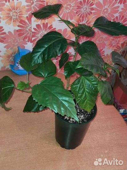 Гибискус китайская роза