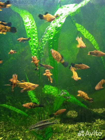 Аквариумные рыбки тигровые меченосцы