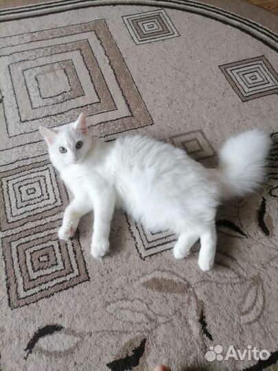 Кошки в добрые руки бесплатно