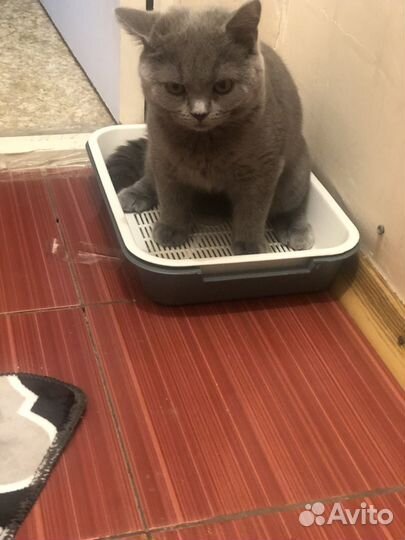 Британская