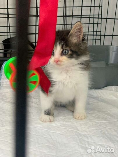 Котенок в дар