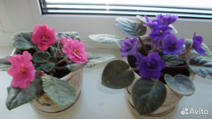 Фиалки, молодые розетки (в пластиковых стаканчиках