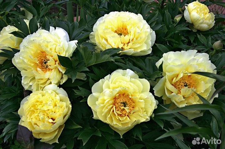 Пион Бартзелла