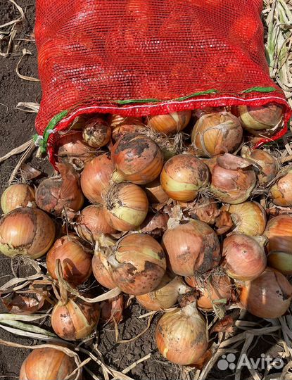 Лук оптом