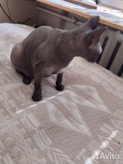 Канадский сфинкс бесплатно