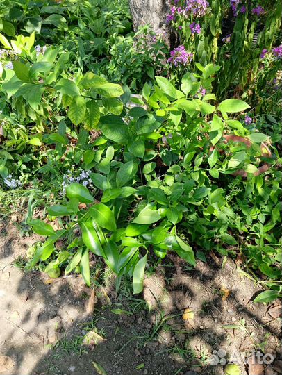 Лимонное дерево