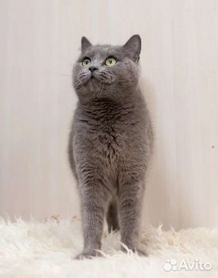 Клео ищет дом