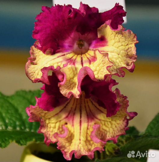 Стрептокарпусы детки