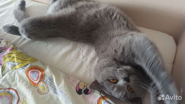 Кот Британец на вязку