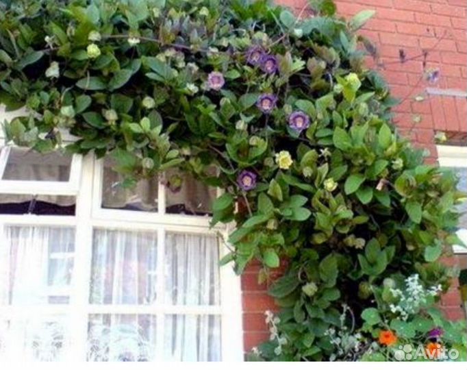 Кобея рассада