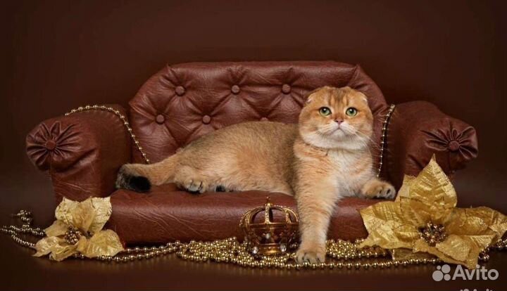 Вязка с шотландским котом