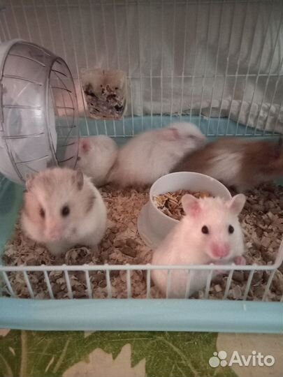 Сирийский хомяк девочка