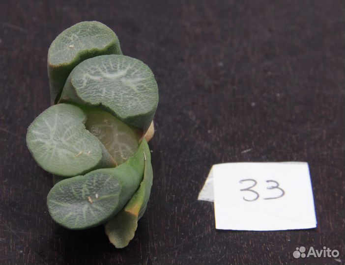 Редкие суккуленты haworthia maughanii