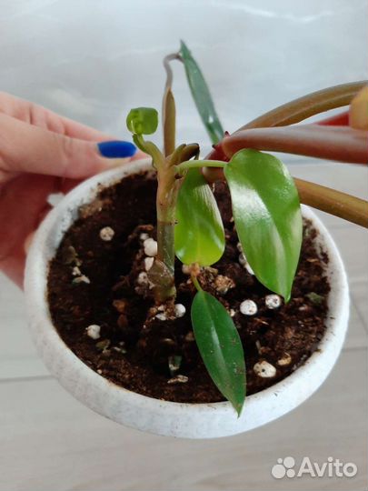 Филодeндрон краснеющий