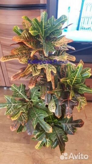 Строманта,калатея,кроток,фуксия,бегония,сциндапсус