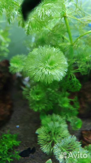 Аквариумные растения прополка