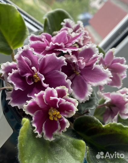 Сортовые фиалки