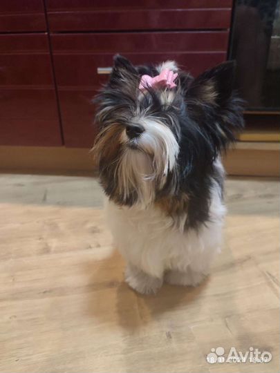 Вязка Бивер йоркширский терьер вязка