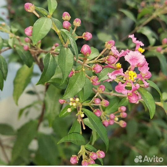 Мальпигия (барбадоская вишня)