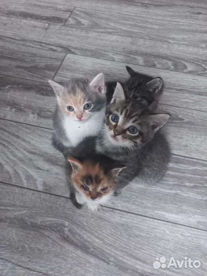 Домашние животные котята