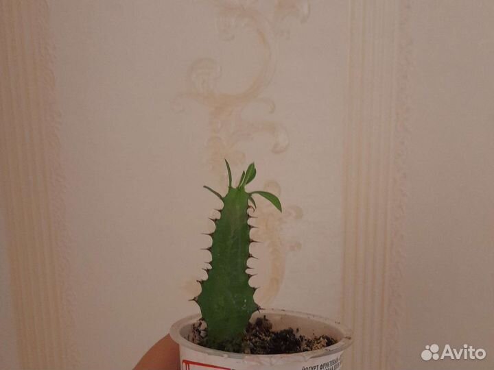 Трёхганный молочай