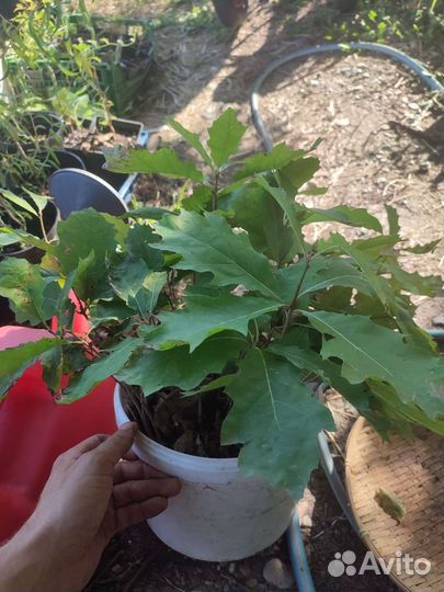 Дуб красный семена саженцы