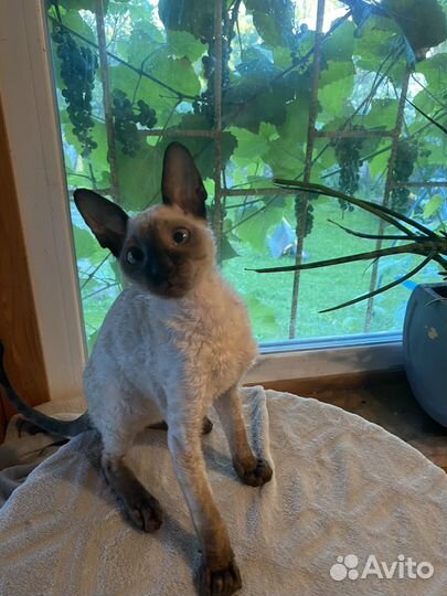 Котята корниш-рекс