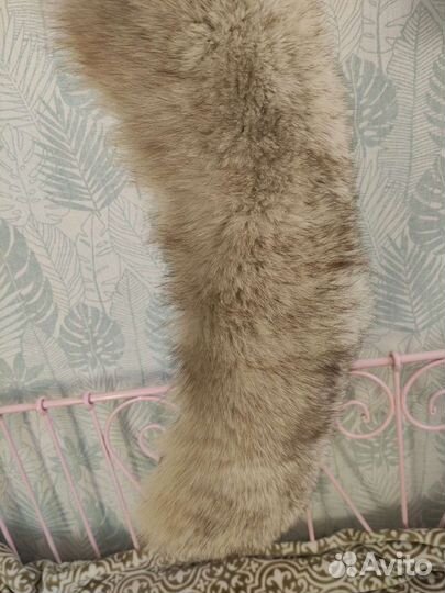 Воротник песец