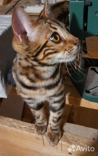 Бенгальский кот для вязки