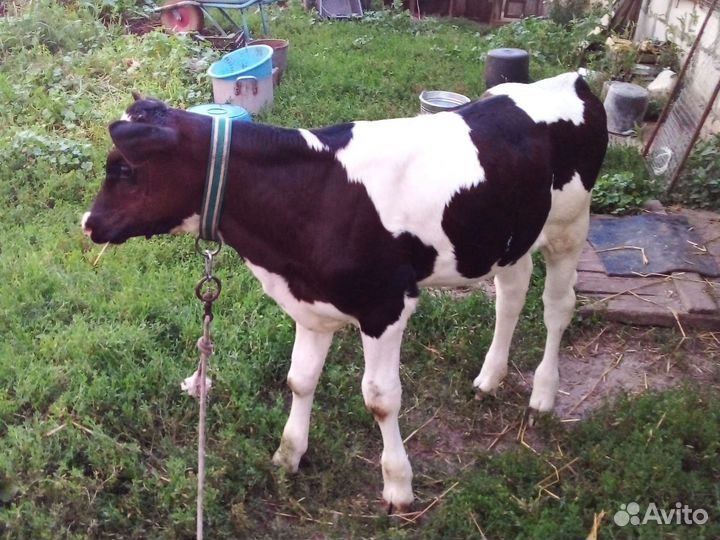 Телка телочка