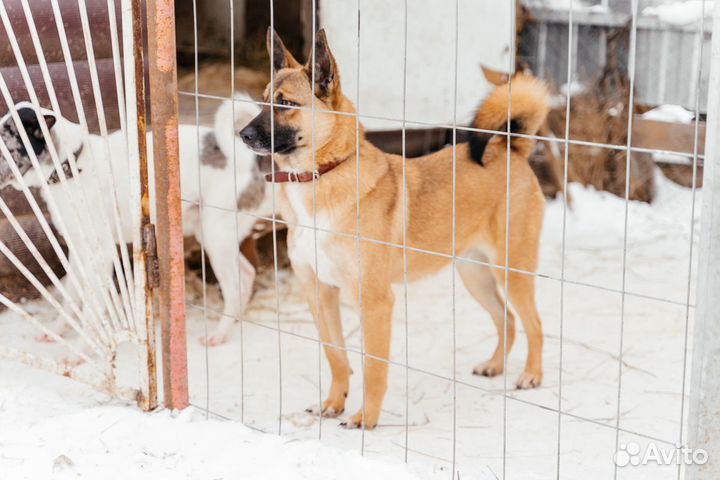 Не большой пёсик ищет дом