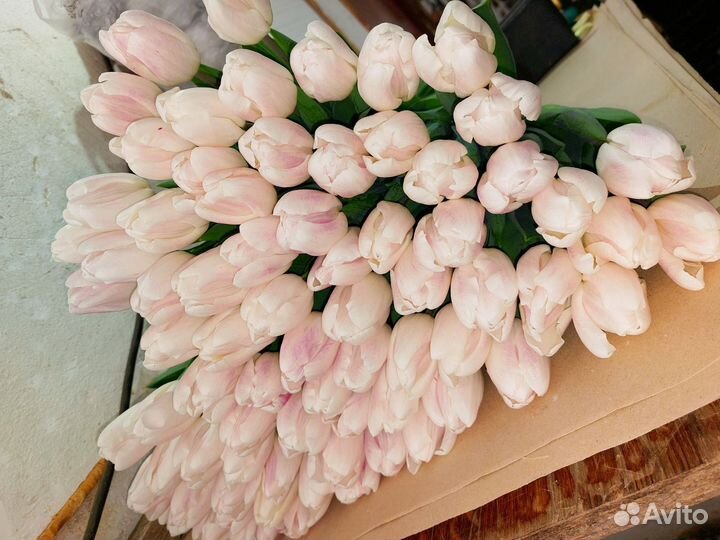 Луковицы тюльпанов