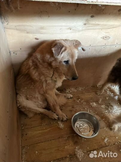 Собаки в дар бесплатно