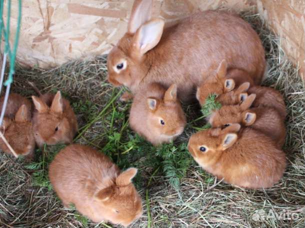 Кролики мясных пород