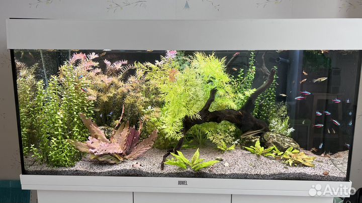 Аквариум с тумбой juwel 180 литров