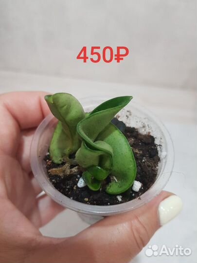 Хойя аустралис лиза и другие