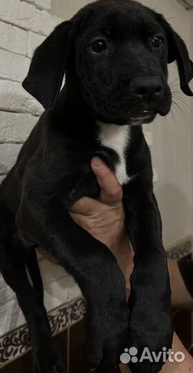 Щенки питбуля