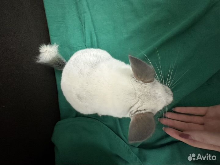 Шиншилла Белый Вильсон