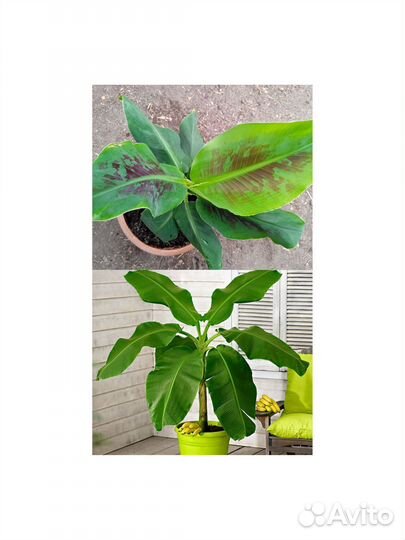 Комнатный банан