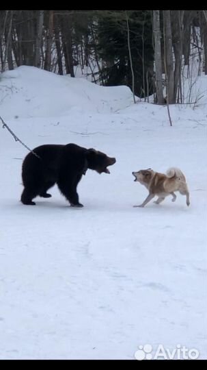 Кобель лзс на вязку