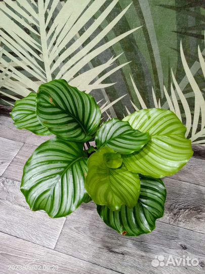 Сингониум Орм Нак,Жаклин,Орбифолия