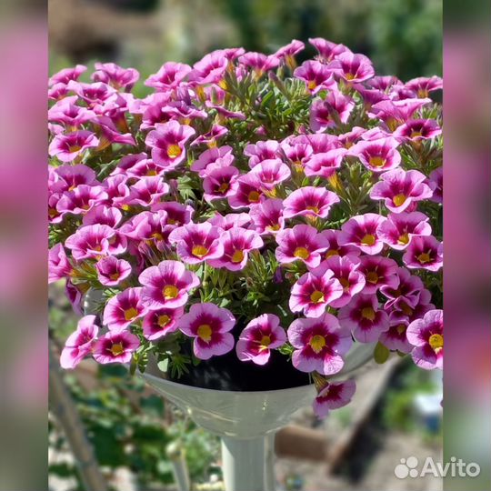 Вегетативная калибрахоа