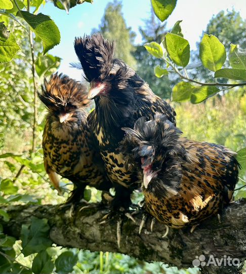 Куры павловские золото