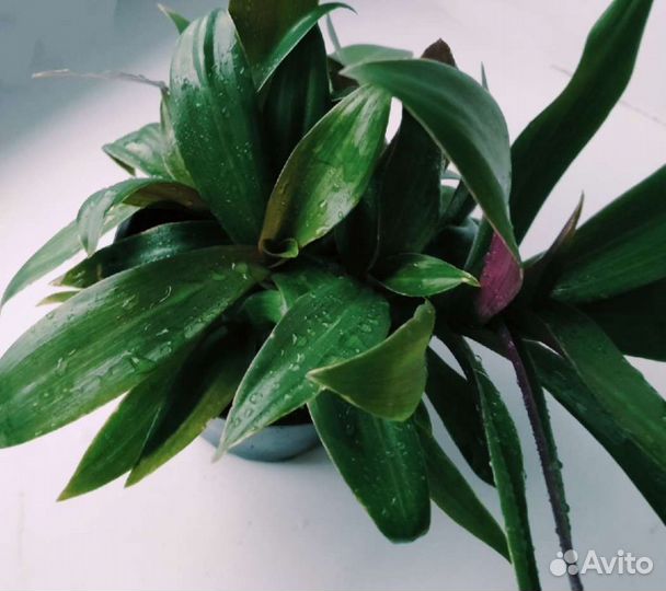 Традесканция Рео (лодка Моисея)