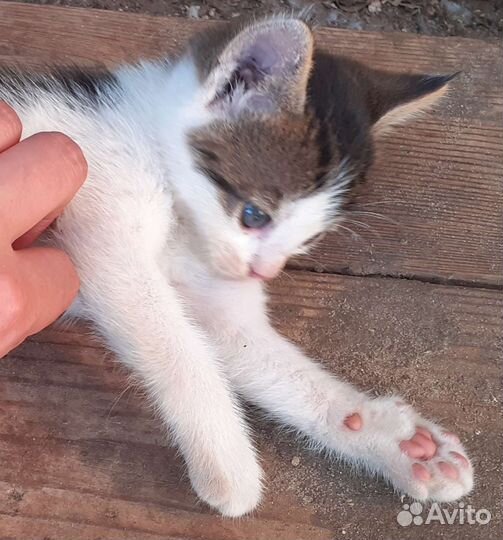 Котята, родились 05.07, бесплатно