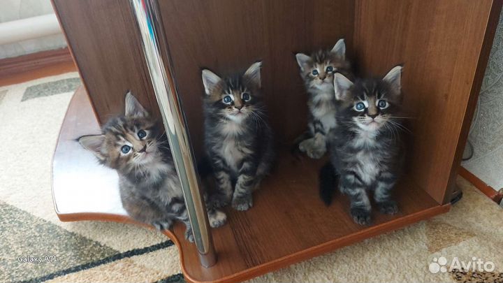 Кошки мейн-кун
